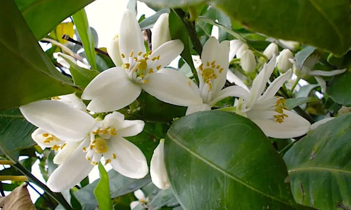 Fiori bianchi di zagare, profumati e delicati, che annunciano la primavera e il futuro frutto.