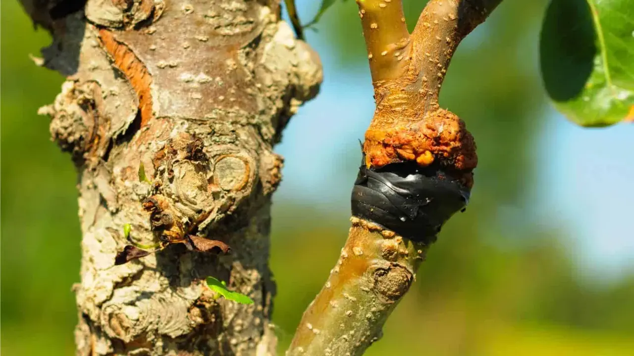 Innesto su un albero: il punto di unione è protetto da nastro nero. Un lavoro che richiede cura, quannu zappi e quannu puti.