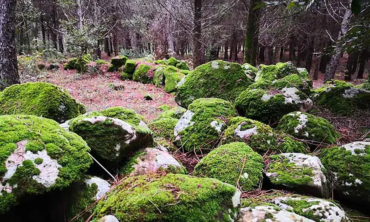 Rocce coperte di muschio in un bosco, un paesaggio suggestivo che invita a scoprire cosa vedere a Buccheri.