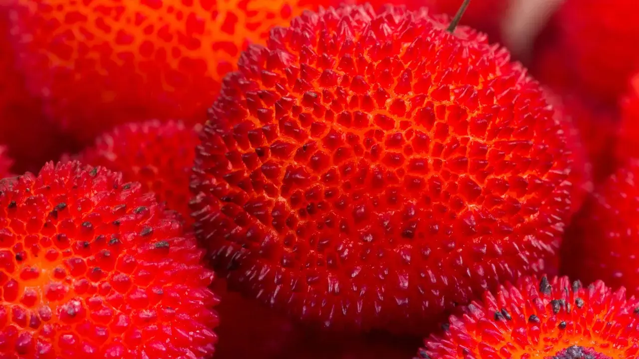 Corbezzolo in siciliano: frutti rossi e spinosi, un tesoro della natura siciliana, pronti per essere gustati.