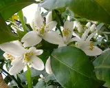 Fiori bianchi di zagare, profumati e delicati, che annunciano la primavera e il futuro frutto.
