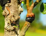 Innesto su un albero: il punto di unione è protetto da nastro nero. Un lavoro che richiede cura, quannu zappi e quannu puti.
