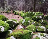 Rocce coperte di muschio in un bosco, un paesaggio suggestivo che invita a scoprire cosa vedere a Buccheri.