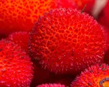 Corbezzolo in siciliano: frutti rossi e spinosi, un tesoro della natura siciliana, pronti per essere gustati.