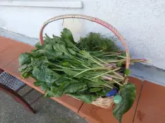 Cesto pieno di verdura siciliana fresca, con coste rosse e finocchietto selvatico.