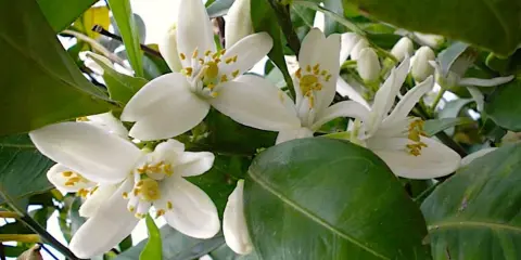 Fiori bianchi di zagare, profumati e delicati, che annunciano la primavera e il futuro frutto.
