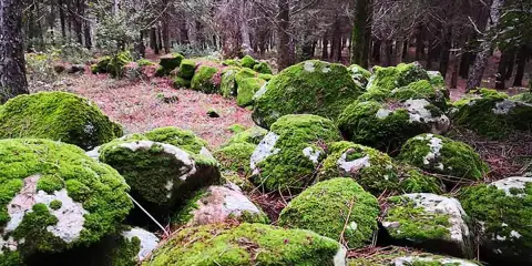 Rocce coperte di muschio in un bosco, un paesaggio suggestivo che invita a scoprire cosa vedere a Buccheri.