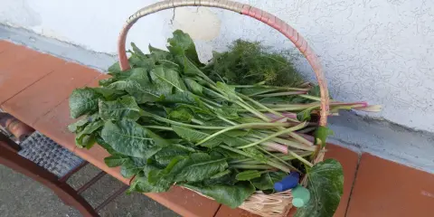 Cesto pieno di verdura siciliana fresca, con coste rosse e finocchietto selvatico.