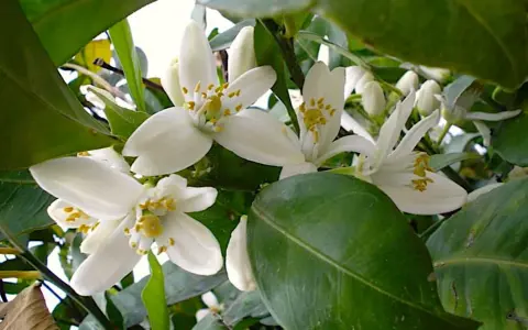 Fiori bianchi di zagare, profumati e delicati, che annunciano la primavera e il futuro frutto.
