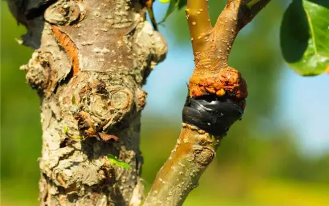 Innesto su un albero: il punto di unione è protetto da nastro nero. Un lavoro che richiede cura, quannu zappi e quannu puti.