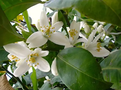 Fiori bianchi di zagare, profumati e delicati, che annunciano la primavera e il futuro frutto.