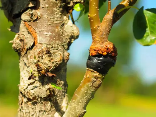 Innesto su un albero: il punto di unione è protetto da nastro nero. Un lavoro che richiede cura, quannu zappi e quannu puti.