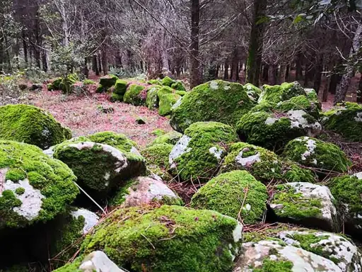 Rocce coperte di muschio in un bosco, un paesaggio suggestivo che invita a scoprire cosa vedere a Buccheri.