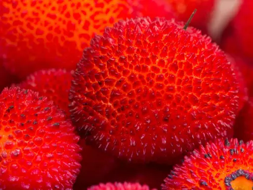 Corbezzolo in siciliano: frutti rossi e spinosi, un tesoro della natura siciliana, pronti per essere gustati.
