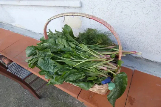 Cesto pieno di verdura siciliana fresca, con coste rosse e finocchietto selvatico.
