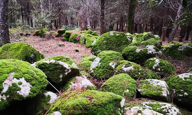 Rocce coperte di muschio in un bosco, un paesaggio suggestivo che invita a scoprire cosa vedere a Buccheri.