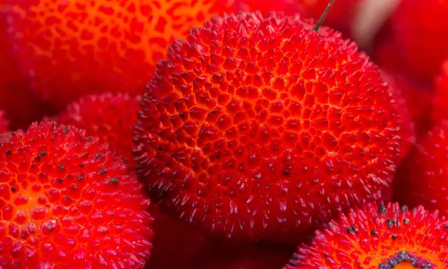 Corbezzolo in siciliano: frutti rossi e spinosi, un tesoro della natura siciliana, pronti per essere gustati.