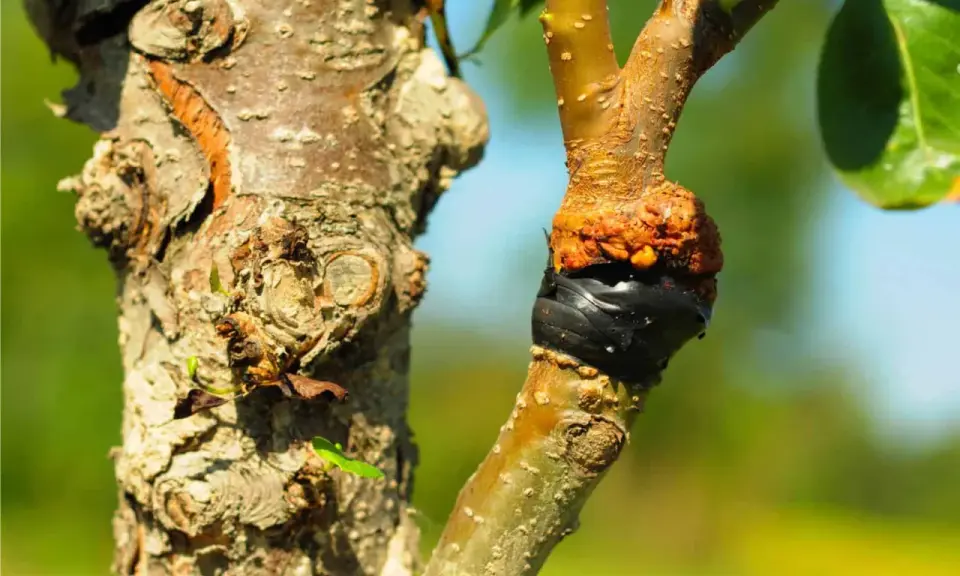 Innesto su un albero: il punto di unione è protetto da nastro nero. Un lavoro che richiede cura, quannu zappi e quannu puti.