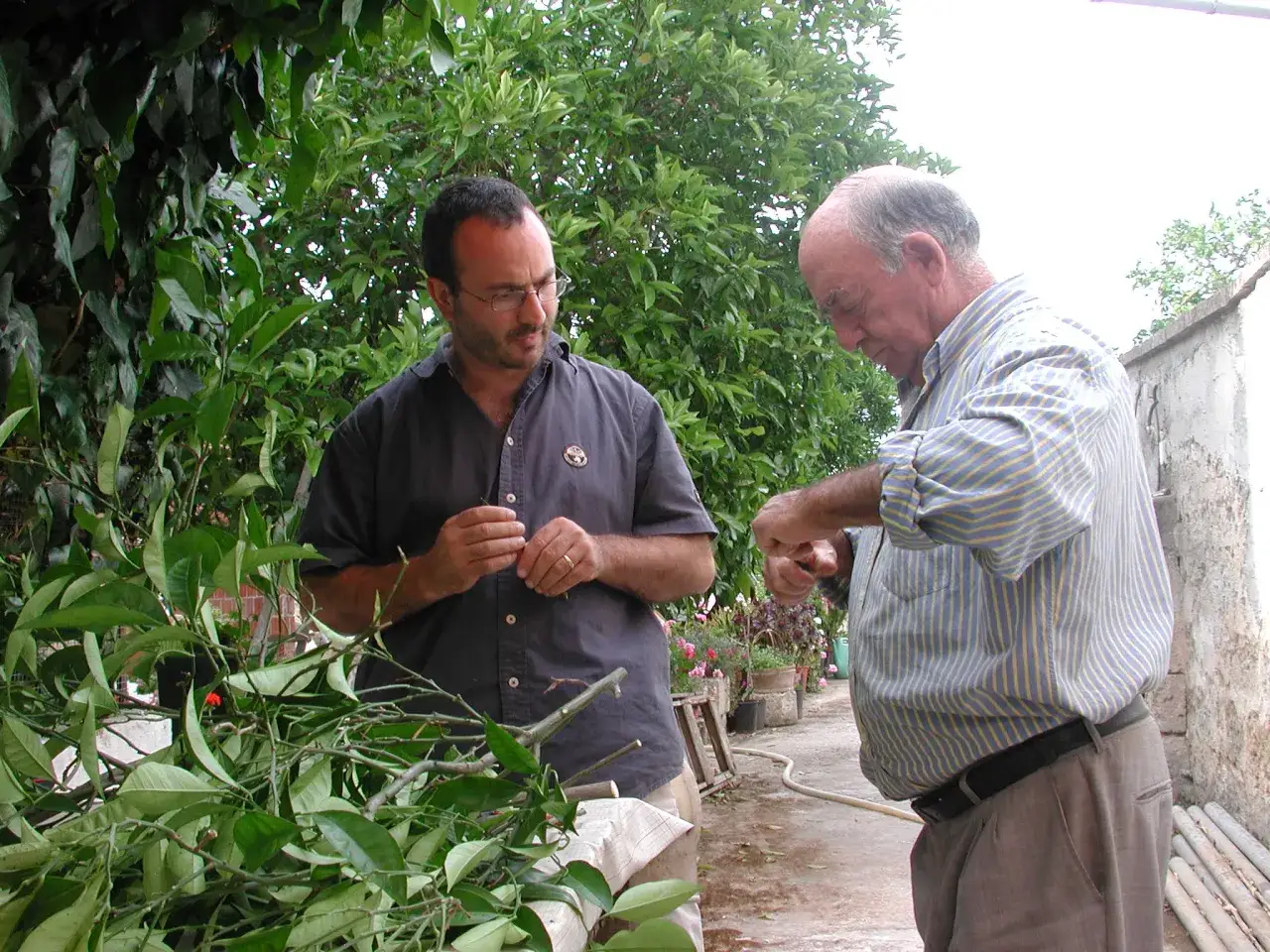 Due uomini discutono di potatura, uno con un mazzo di rami, l'altro con un attrezzo. Quannu zappi e quannu puti, la cura degli alberi è fondamentale.