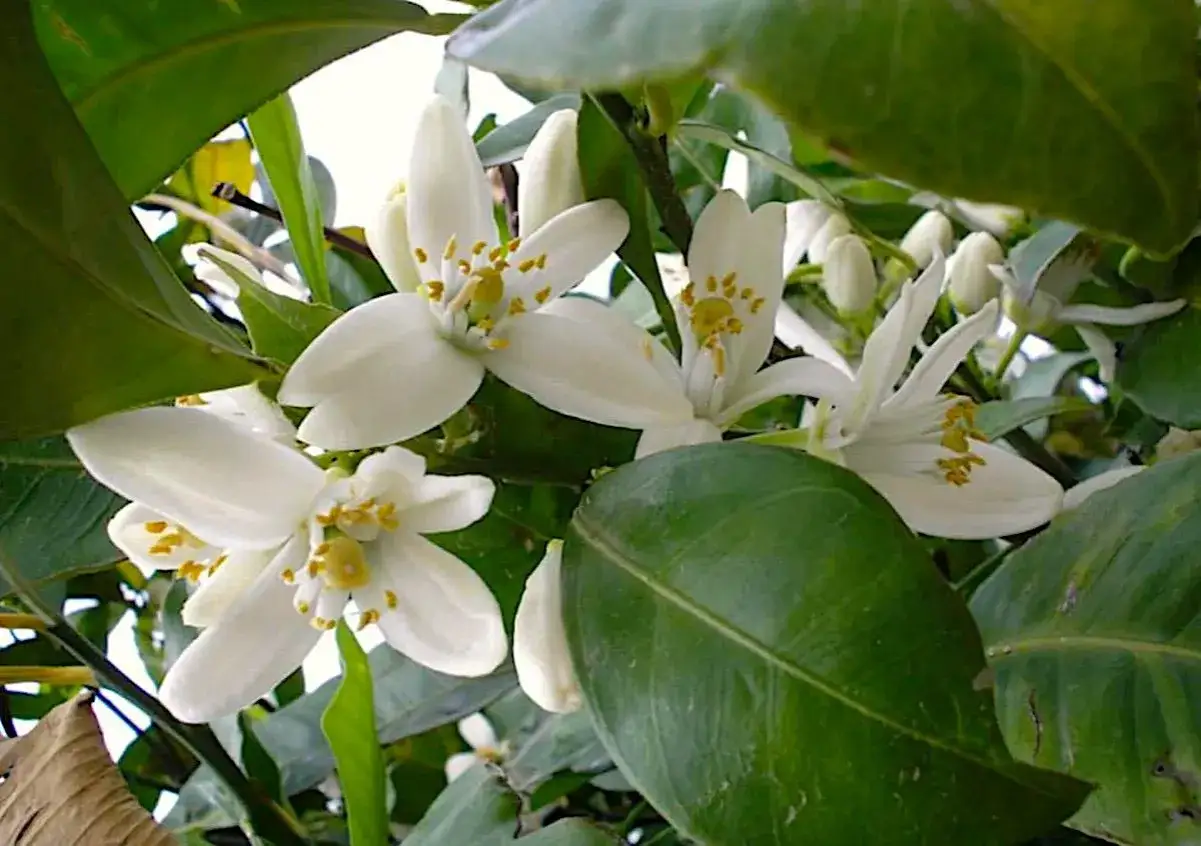 Fiori bianchi di zagare, profumati e delicati, sbocciano tra le foglie verdi. Il loro zagare significato &egrave; legato alla primavera e alla rinascita.
