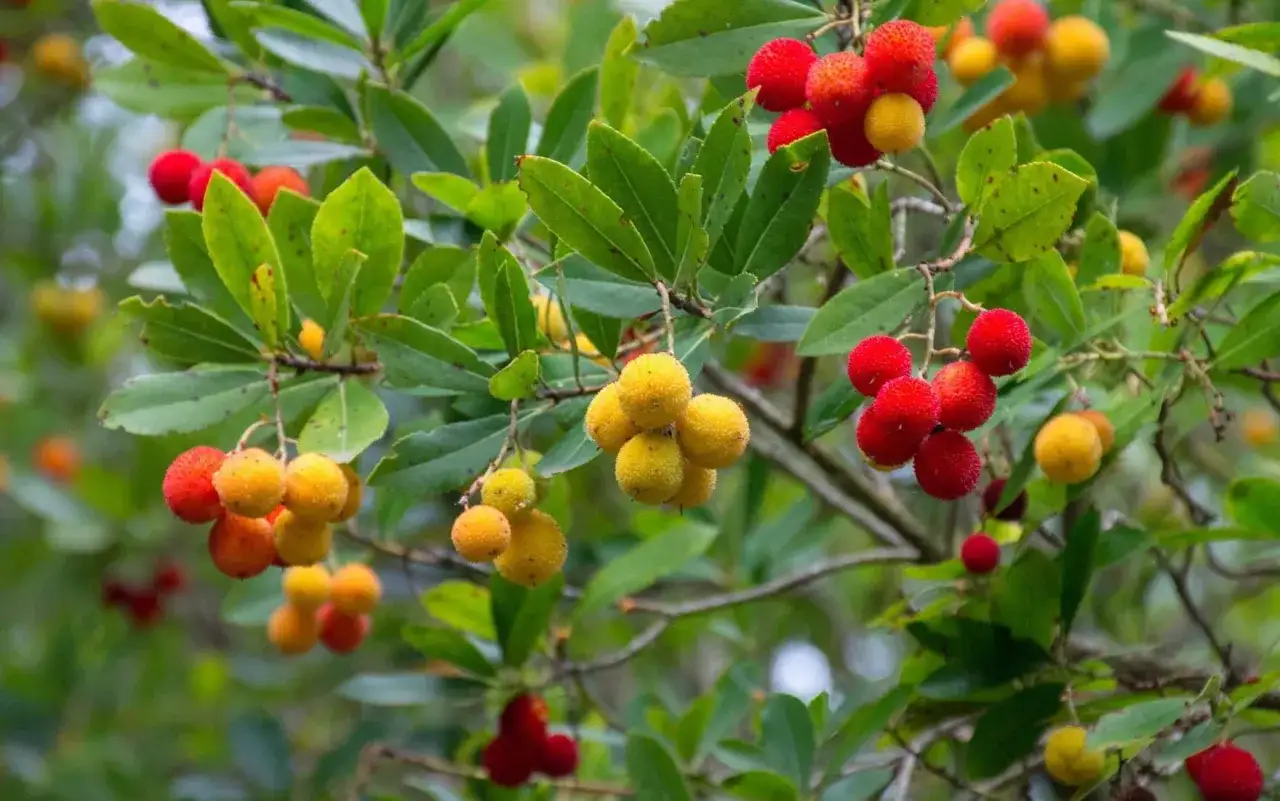 Grappoli di corbezzolo in siciliano, con frutti rossi e gialli maturi su rami verdi.