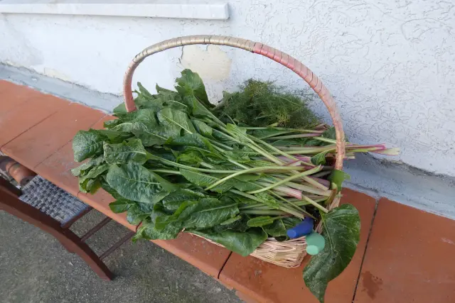 Cesto pieno di verdura siciliana fresca, con coste rosse e finocchietto selvatico.